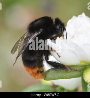 Eine Königin Red-tailed Hummel (Bombus lapidaries) Nektar aus einer weißen Portulak Blume. Bedgebury Wald, Canterbury, Kent. UK. Stockfoto