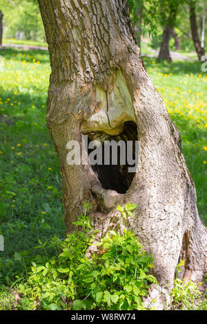 Große schwarze hohlen in einen Baumstamm. Sommer grün Gras für den Hintergrund. Loch im Baum hohl Eröffnung Mannloch nische Aussparung in einem Baumstamm Stockfoto