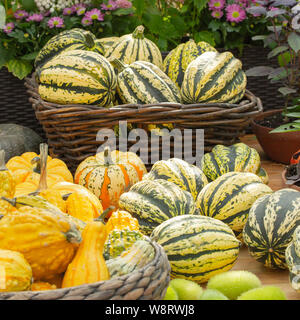 Kürbisse ernten, kleine dekorative essbare Kürbisse gelb orange grün gestreift. Gruppe von reifen Früchten, Kürbis farm Gemüse auf dem Zähler. Stockfoto