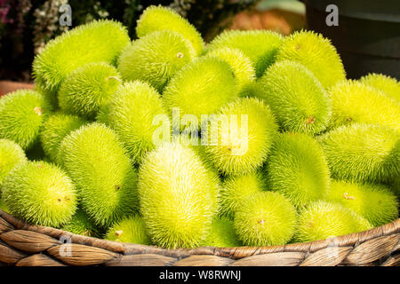 Cucumis dipsaceus. Grün hell reife Früchte der wilden Gurke. Pflanzliche hedgehog afrikanischen wilden Gurke, Ernte von exotischen Früchten und Gemüse, in der Nähe Stockfoto