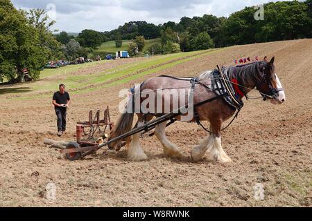 Sedlescombe, East Sussex, UK. 11 Aug, 2019. Ländliche Vergangenheit ist ein Land zeigen feiern alle Dinge ländlichen aus der Vergangenheit, die Veranstaltung beinhaltet vintage Traktor pflügen. Ziel der Show ist in der Geschichte der Landwirtschaft und andere Aspekte des ländlichen Lebens, das Handwerk, Kunsthandwerk und Cottage Industries zu suchen. Geld wird zur Unterstützung der lokalen Wohltätigkeitsorganisationen angehoben. Abgebildet ist ein Pferd und Pflug. © Paul Lawrenson 2019, Foto: Paul Lawrenson/Alamy leben Nachrichten Stockfoto