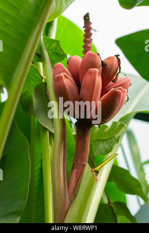 Velvet Rosa Banane Früchte eines exotischen tropischen Banane auf eine Zweigniederlassung unter die Blätter. Ein Stack aus rot rosa lila Bananen in der Natur Stockfoto