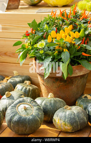 Ton Blumentopf mit bunten Sträuchern von heissen Mini Paprika rot gelb orange von Ripe grüne Kürbisse umgeben Stockfoto