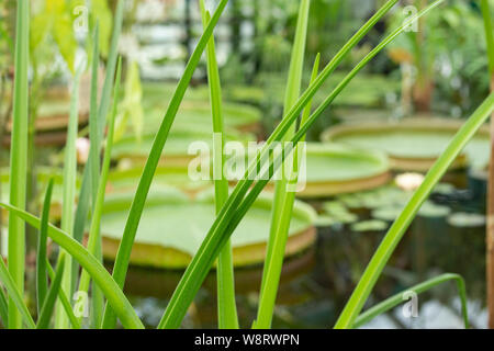 Dünnen Blättern von segge im Vordergrund und große runde Blätter der Victoria amazonica auf dem Hintergrund, tropische Wasserpflanzen, Weichzeichner, topische Ba Stockfoto