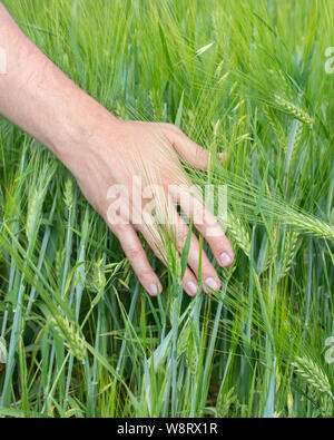 Der Landwirt berührt die Ohren von Getreide Roggen Gerste. Grüne ährchen von Gerste in die Hand eines Mannes, Ernte, Anbau von Getreide auf dem Bauernhof Agricu Stockfoto