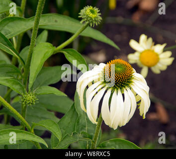 Echinacea Purpurea 'Jungfrau' Stockfoto