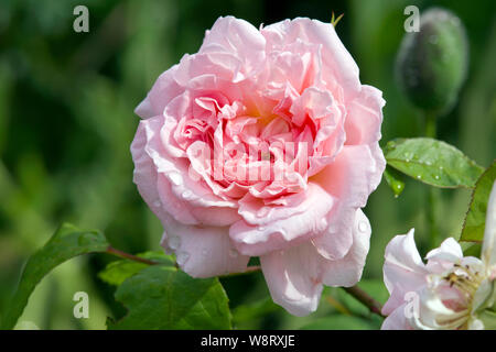 Rose Eglantyne Stockfoto