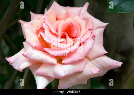 Rose Mitgefühl Stockfoto