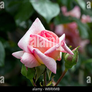 Rose Mitgefühl Stockfoto