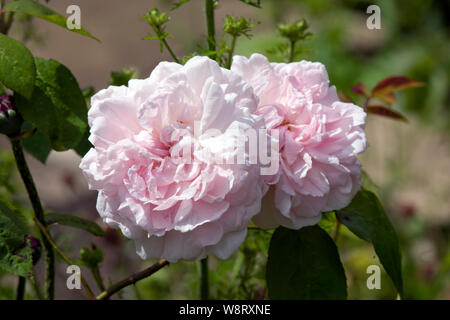 Rose Eglantyne Stockfoto