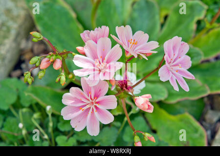 Lewisia keimblatt Rainbow Stockfoto