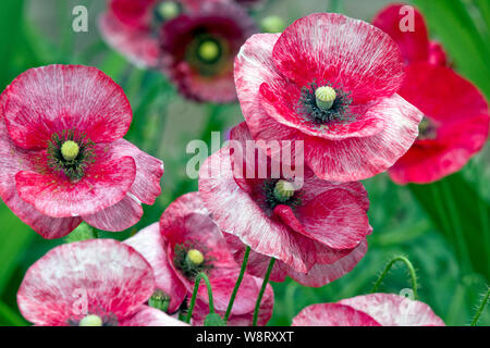 Papaver rhoeas bin andere von Pearl' Stockfoto