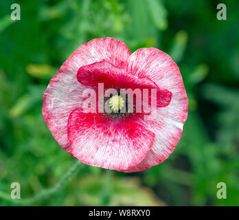 Papaver rhoeas bin andere von Pearl' Stockfoto