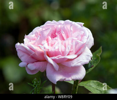 Rose Eglantyne Stockfoto