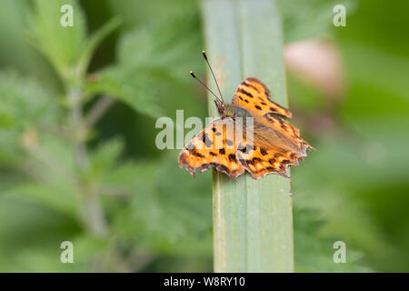 Komma Schmetterling (Polygonia c-Album) orange mit schwarzen Markierungen auf der Oberseite dunkel, die Unterseite ist weiß Komma geformten Kennzeichnung. Die Flügel sind ausgefranst. Stockfoto