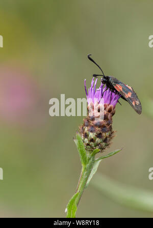 Sechs spot Burnet Motte (Zygaena Filipendulae) auf lila Blümchen des flockenblume (Centaurea nigra) oder hardheads. Grünlich-schwarze Motte mit roten Flecken am Flügel. Stockfoto