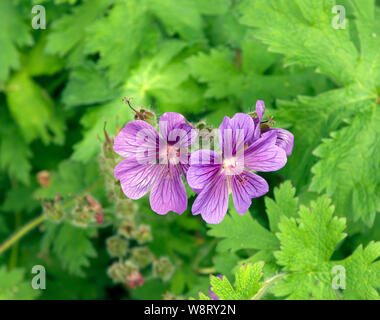 Geranium x magnificum Stockfoto