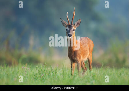Wild Reh (Capreolus capreolus) stehen in einem Feld und schauen in die Kamera Stockfoto
