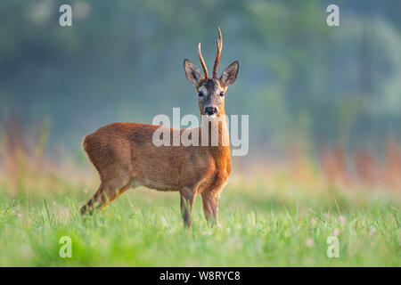 Wild Reh (Capreolus capreolus) stehen in einem Feld und schauen in die Kamera Stockfoto
