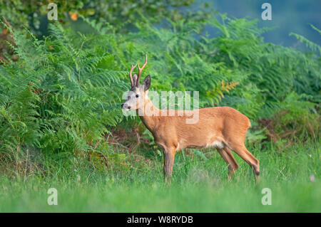 Wild Reh (Capreolus capreolus) an den Rand des Waldes Stockfoto