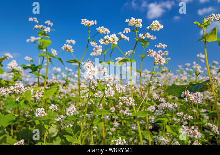 Nahaufnahme Foto von weißen Blüten von buchweizen Pflanzen, wachsen in einem Feld Stockfoto