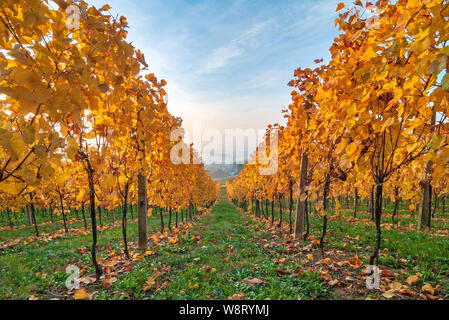 Schönen gelben Blätter im Herbst Weinberg am frühen Morgen Stockfoto