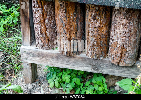 Garden bug Hotel aus alten Baumstamm, gebohrt, Holz Stockfoto