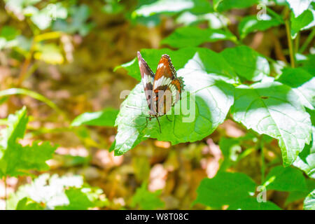 Ein amerikanisches White Admiral Schmetterling sitzt auf einem lebendigen Blattes. Stockfoto