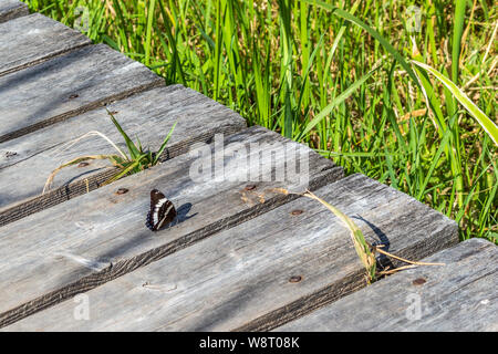 Eine weiße Admiral Schmetterling nimmt einen Bruch von Flug auf einer Promenade in einem Sumpf. Grüne Grashalme Linie die Kanten der abgenutzte Holz. Stockfoto