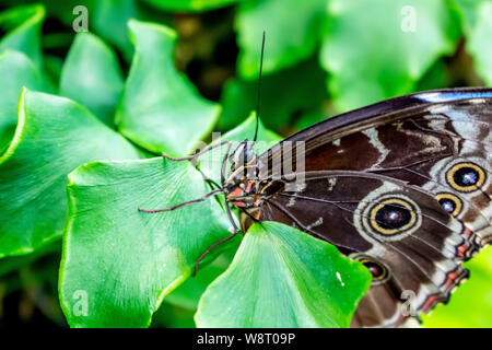 Ein Schmetterling ruht auf einem hellen Grün Blatt in einen Innengarten. Stockfoto