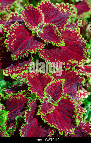 Plectranthus scutellarioides allgemein als Coleus Blumei oder Solenostemon Blätter und Blüten einjährige Pflanze Rot Magenta bekannt Stockfoto