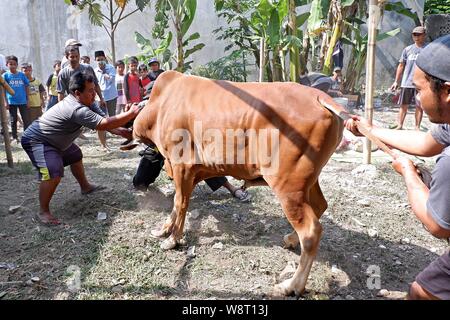 Einige Männer versuchen, eine Kuh zu fangen, die einer Tierhaltung wegläuft. Stockfoto