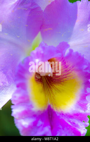 Cattleya Orchideen Cattleya labiata Nahaufnahme eines lila gelb Blüte Stockfoto