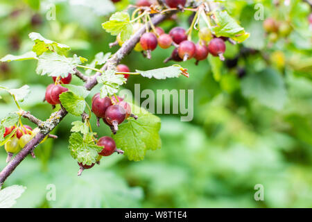 Die jostaberry, komplexe - Kreuz Obst Bush, Zweig mit reifen Beeren, schwarzen Johannisbeeren mit schwarzer Stachelbeere und mit europäischen Stachelbeere, Eco Bio Stockfoto