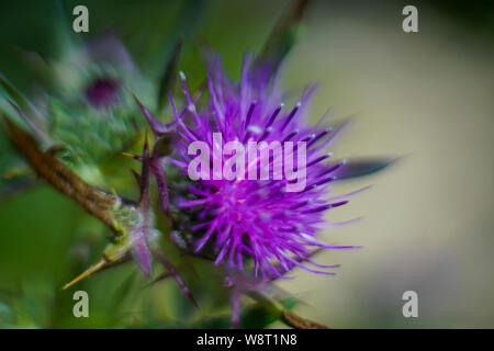 Blüte lila Mariendistel, Tel. apollonia fotografiert, an der Küste des Mittelmeers, Herzliya, Israel im Frühjahr, April Stockfoto