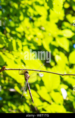 Eine Libelle hängt von einem Zweig in einem Profil anzeigen gegen die helle Sonne beleuchteten verlässt. Stockfoto