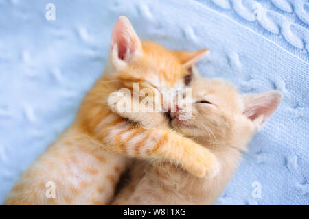 Baby Katze schlafen. Ginger Kitten auf Couch unter gestrickte Decke. Zwei Katzen streicheln und umarmen. Haustier. Schlaf und gemütlichen Mittagsschlaf. Home pet. Yo Stockfoto