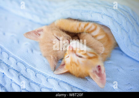 Baby Katze schlafen. Ginger Kitten auf Couch unter gestrickte Decke. Zwei Katzen streicheln und umarmen. Haustier. Schlaf und gemütlichen Mittagsschlaf. Home pet. Yo Stockfoto