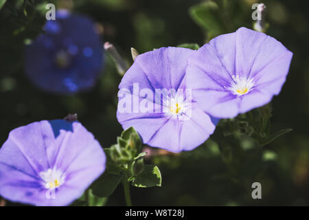Makro von Morning Glory flower - Convolvulus sabatius ssp Mauritanicus Stockfoto