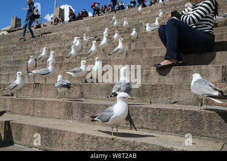 Eine große Gruppe von Möwen steht auf der Treppe, die von der Kathedrale in Helsinki und neugierig beobachten die Umgebung. Stockfoto