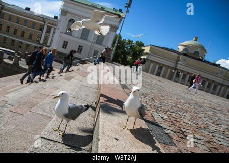 Eine große Gruppe von Möwen steht auf der Treppe, die von der Kathedrale in Helsinki und neugierig beobachten die Umgebung. Stockfoto