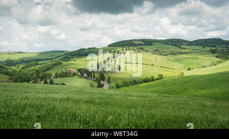 Cypress Road in der Nähe der kleinen Ortschaft Monticchiello, Toskana, Italien Stockfoto