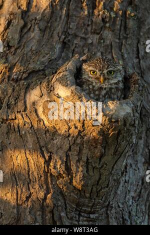 Steinkauz (Athene noctua) schaut aus Knoten Loch im Baum, Deutschland Stockfoto