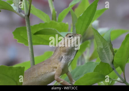 Lizad sitzen auf Baum Blatt Stockfoto