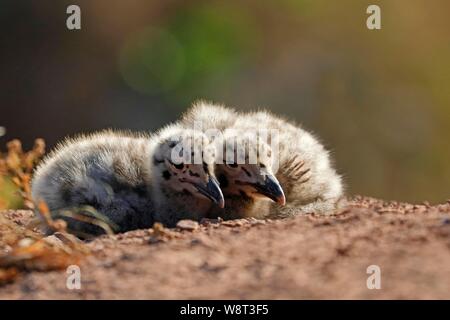 Europäische Silbermöwe (Larus argentatus), zwei Küken zusammen in der Nähe auf dem Boden liegend, Helgoland, Schleswig-Holstein, Deutschland Stockfoto