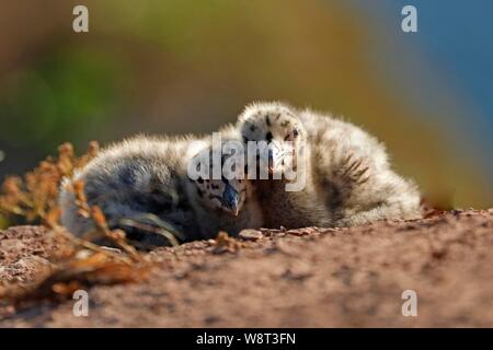Europäische Silbermöwe (Larus argentatus), zwei Küken zusammen in der Nähe auf dem Boden liegend, Helgoland, Schleswig-Holstein, Deutschland Stockfoto