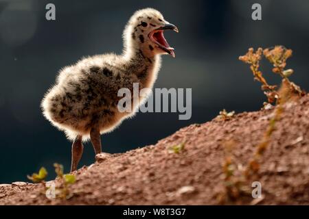 Europäische Silbermöwe (Larus argentatus), Küken, Helgoland, Schleswig-Holstein, Deutschland Stockfoto