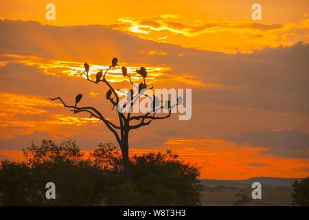 Geier Silhouette in einen toten Baum bei Sonnenaufgang, Kenia Masai Mara National Reserve, Kenia Stockfoto