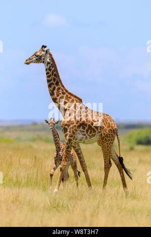 Masai Giraffe (Giraffa Camelopardalis tippelskirchi), Weibliche mit Kalb wandern in Savanne, Masai Mara National Reserve, Kenia Stockfoto