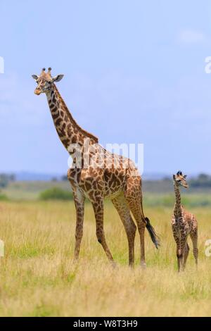 Masai Giraffe (Giraffa Camelopardalis tippelskirchi), Weibliche mit Kalb wandern in Savanne, Masai Mara National Reserve, Kenia Stockfoto